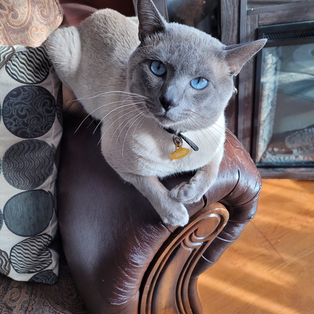 Meet your Posher, Tina